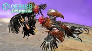 Gem88 Lcanse - Cổng Game Đổi Thưởng Gem88.Com Chính Thức